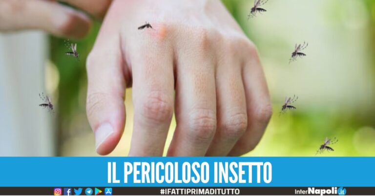 Si diffonde la Dengue in Italia, accertati 117 casi: la malattia si trasmette con una puntura di zanzara