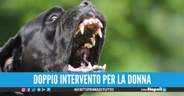 Grottaminarda, donna in prognosi riservata dopo esser stata azzannata dal cane dei suoi datori di lavoro