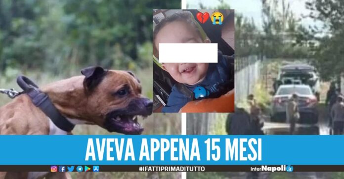 Autopsia sulla morte di Francesco Pio, i pitbull lo hanno azzannato alla nuca: è deceduto in pochi minuti