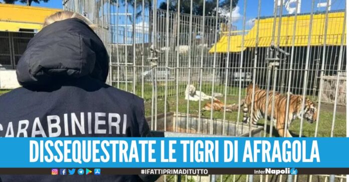 Dissequestrate le tigri di Afragola, un mese fa il blitz di carabinieri e Asl