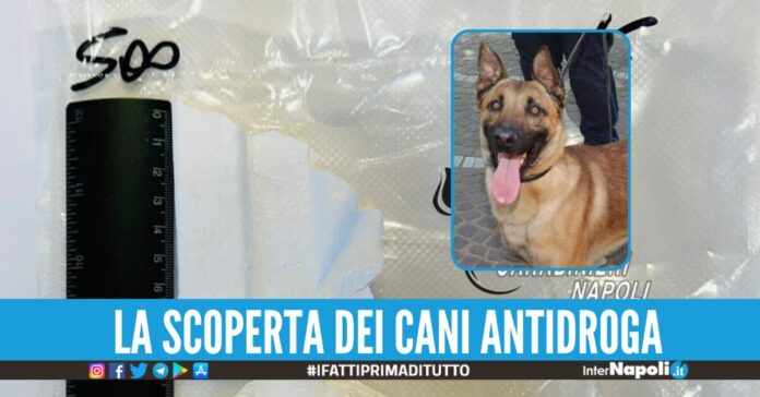 droga torre del greco cani antidroga