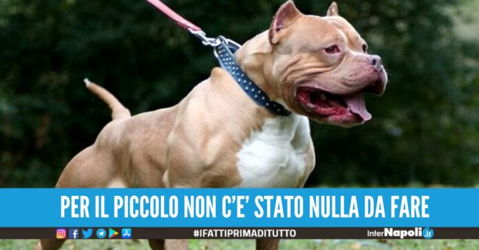 bimbo ucciso dai cani eboli