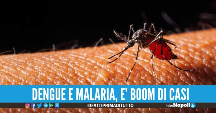 dengue malaria
