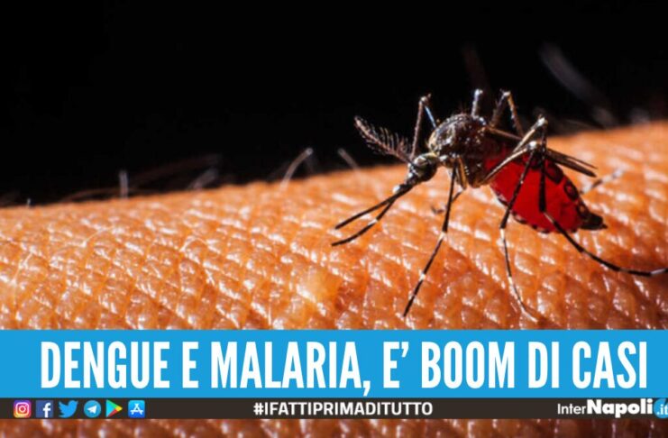 dengue malaria