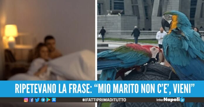 tradimento moglie pappagalli