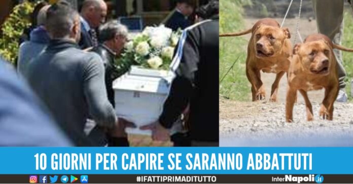 pitbull pignataro francesco pio eboli