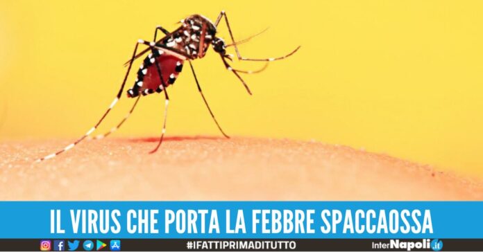 virus dengue