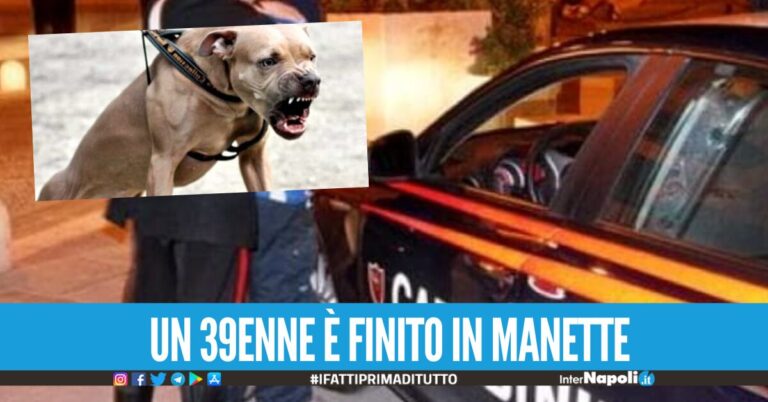 Arsenale e droga a Pozzuoli, la base di spaccio era protetta da due feroci pitbull