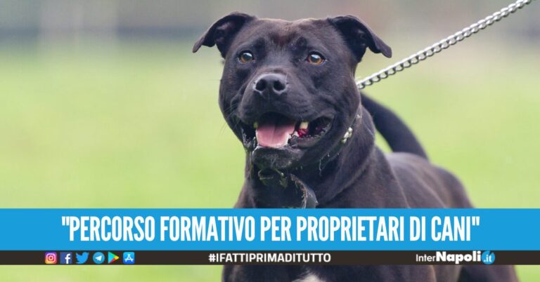 Cani aggressivi, il Comune di Napoli organizza un corso per insegnare a gestirli