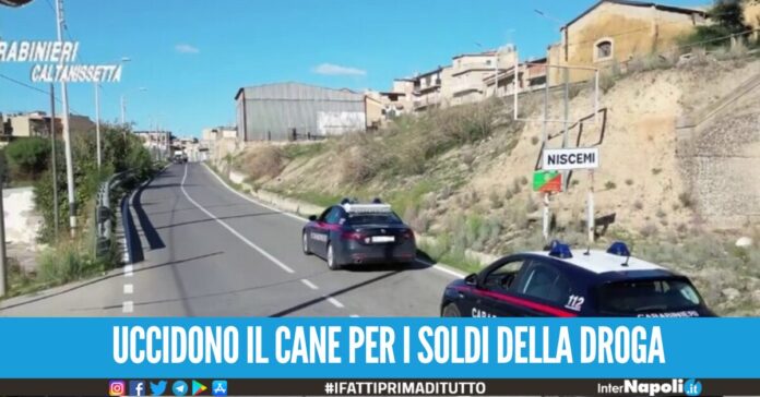Due spacciatori uccidono il cane di un cliente che non paga la droga.