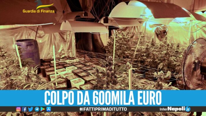 Piantagione scoperta nel Napoletano, sequestrati 110 kg di marijuana