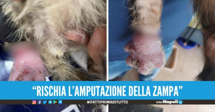 gattino torturato con un filo di nylon