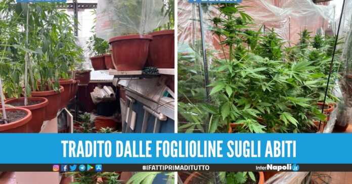 serra di marijuana sul terrazzo