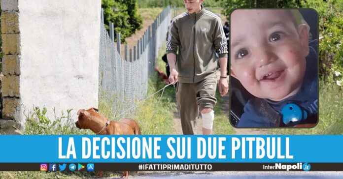 francesco pio pitbull