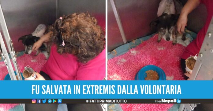 cagnolina scuoiata viva poggioreale