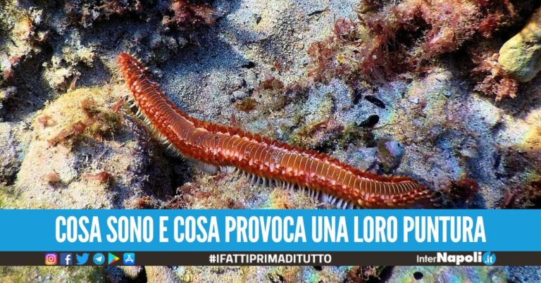 Invasione dei vermocane nei mari di Sicilia, Puglia e Calabria: “Voracissimi e carnivori”