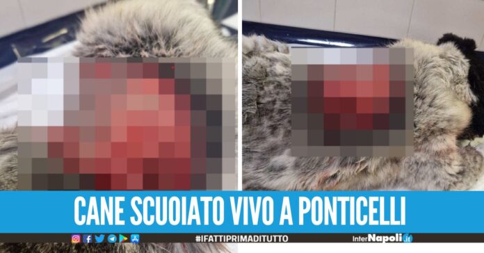 cane scuoiato vivo a ponticelli