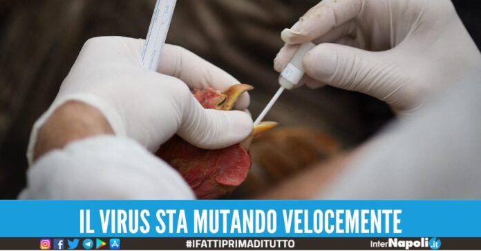 aviaria pandemia