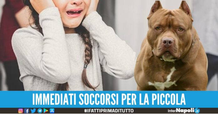 pitbull pompei