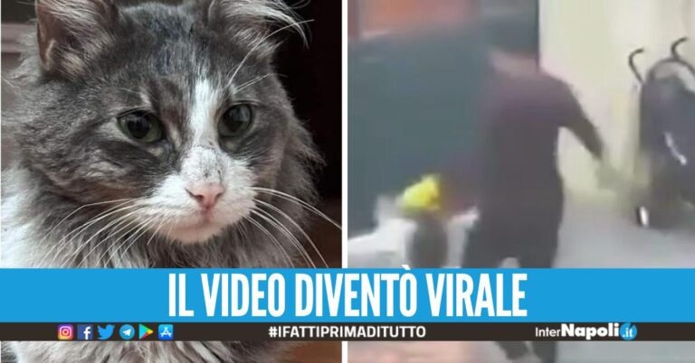 Napoli in festa per Undici, ritrovato a Casavatore il gattino scambiato per un randagio