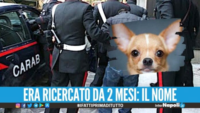 Catturato un affiliato al clan Moccia, era con il suo chihuahua