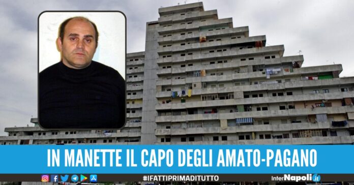 lello amato