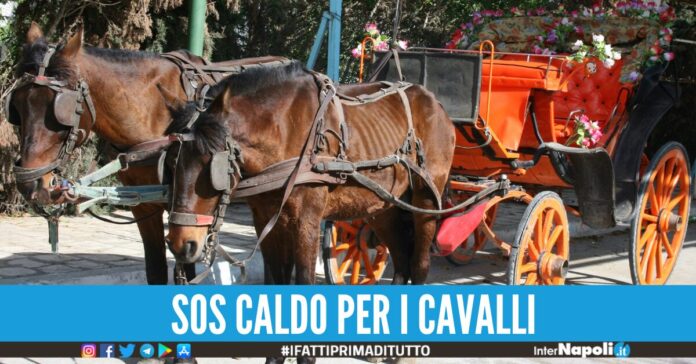 carrozze cavalli caldo napoli