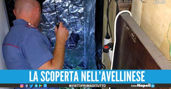 serra marijuana avellino