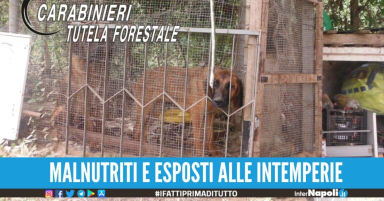cani maltrattati caserta