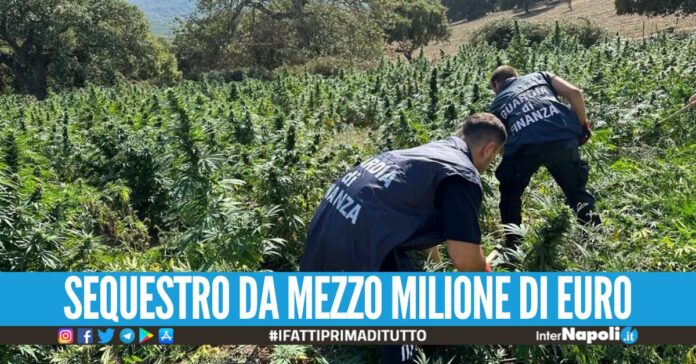 Auto rubate e una piantagione di marijuana scoperte a Mondragone