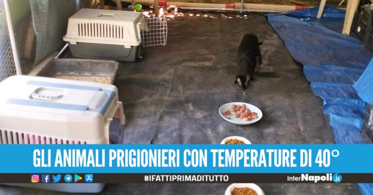 Napoli, salvati i cani e i gatti della ‘Casa degli Orrori’ a via Ponti Rossi