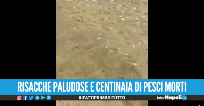 Chiusa la foce del Lago Patria, pesci morti e spiaggia allagata