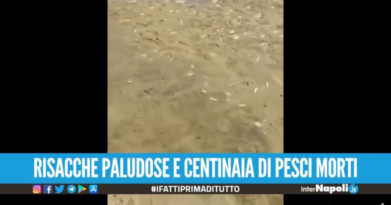 Chiusa la foce del Lago Patria, pesci morti e spiaggia allagata