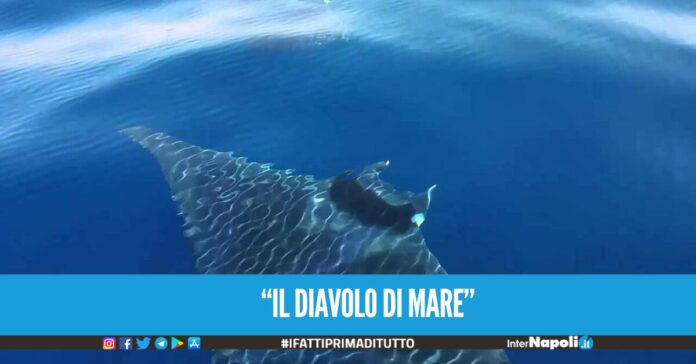 “IL DIAVOLO DI MARE”