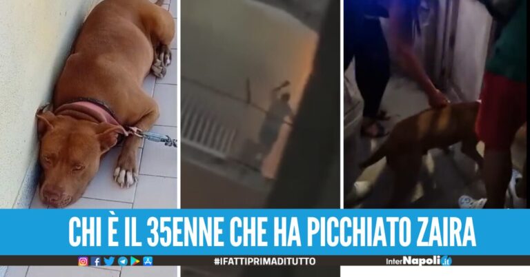 Cane bastonato a Casalnuovo, multa di 900 euro e denuncia per il 35enne che ha maltrattato Zaira