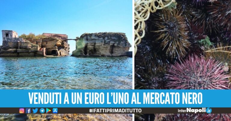 Pescatori di ricci fuorilegge beccati alla Gaiola, rigettati in mare oltre mille esemplari