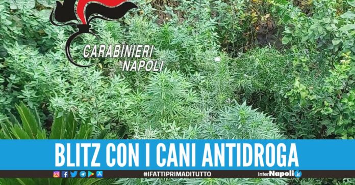 cannabis