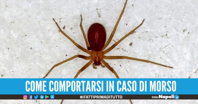 ragno violino
