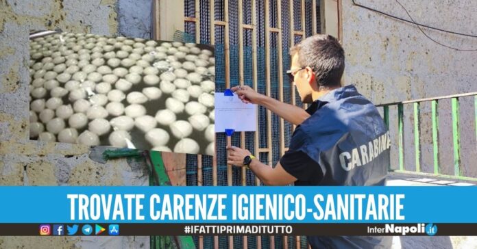 Caseificio abusivo scoperto nell'Agro Aversano, scatta il sequestro
