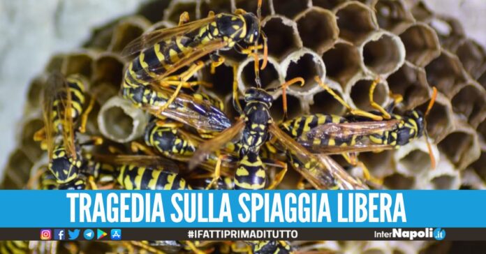 Attaccato dalle vespe in Calabria, muore per paura non per punture