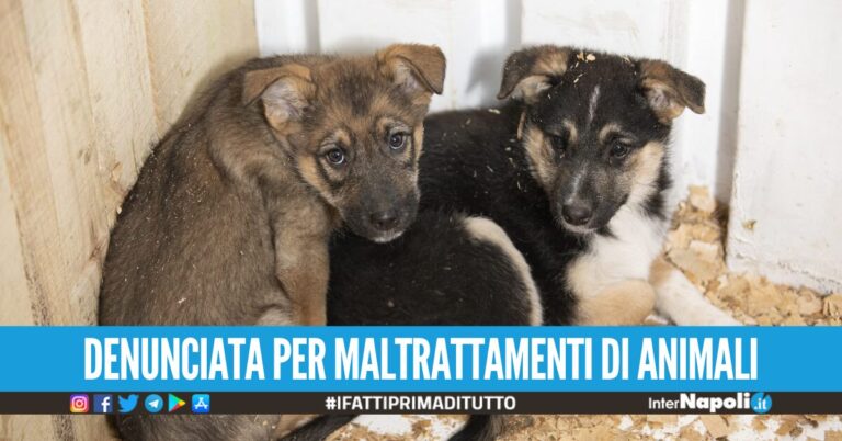 Tenta di rapire un cagnolino in strada a Napoli, in casa aveva già 36 animali in pessime condizioni