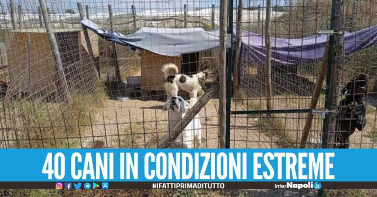 Canile fuorilegge a Giugliano, sono senz'acqua l’allaccio idrico era abusivo