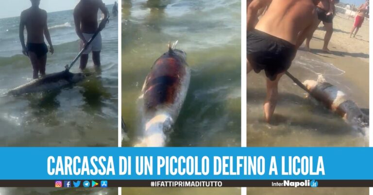 Choc a Licola, carcassa di un piccolo delfino sulla riva della spiaggia a Licola