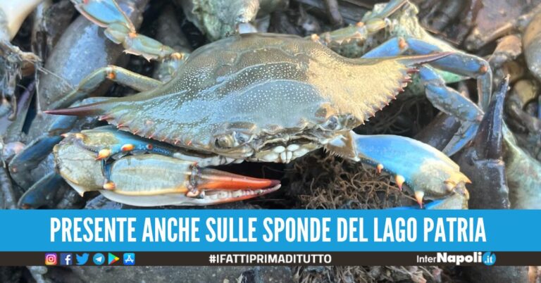 granchio blu