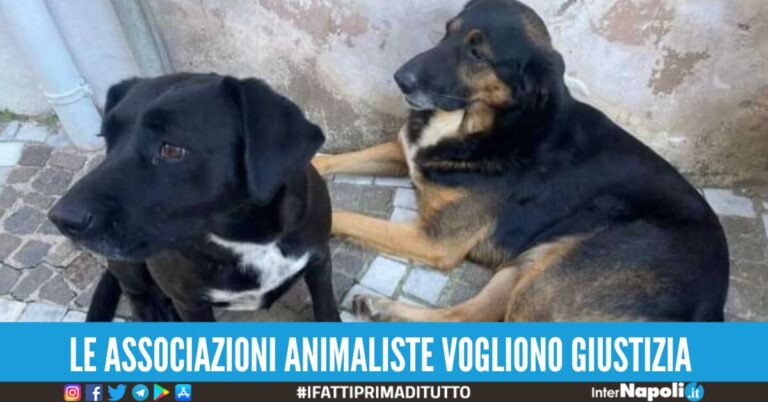 Mistero nel Beneventano, cani di quartiere trovati uccisi a fucilate