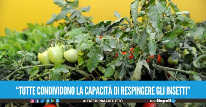 tutte condividono la capacità di respingere gli insetti”