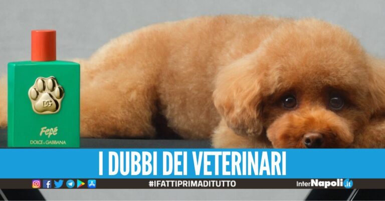 Dolce&Gabbana lancia il profumo per cani ‘Fefè’, la boccetta da 100 ml costa 99 euro