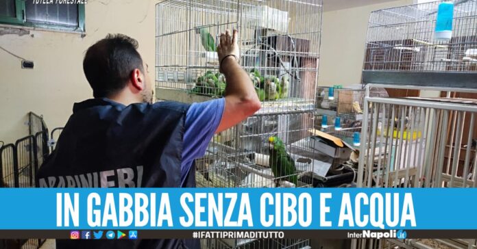 Garage lager per animali a Sant’Arpino: all'interno cuccioli di cane, pitoni e pappagalli