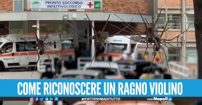 Morso da un ragno violino, ricoverato d'urgenza all'ospedale Cotugno di Napoli