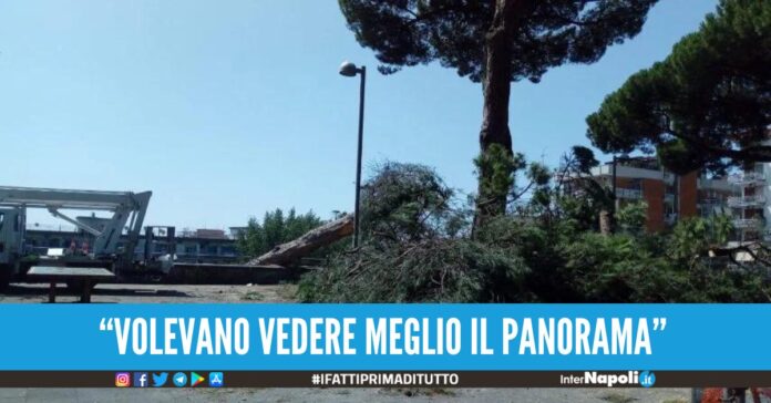 pino